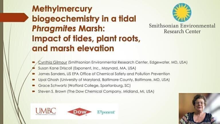 Methylmercury biogeochemistry in a tidal Phragmites Marsh: Impact of tides, plant roots, and marsh elevation